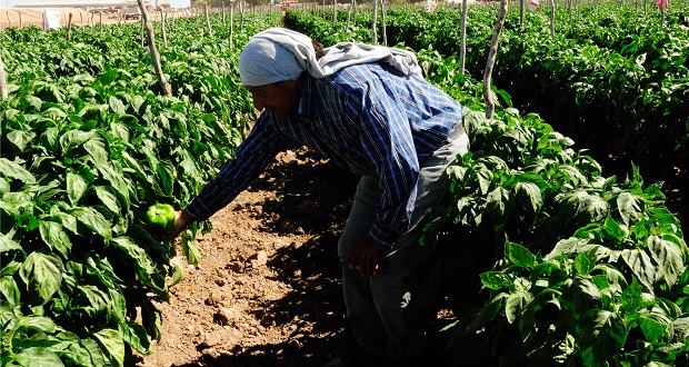 Acuerdan capacitar en inocuidad alimentaria para pequeños productores