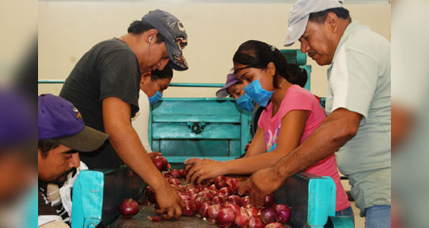México registra superávit agroalimentario de 603 mdd en enero: Sader