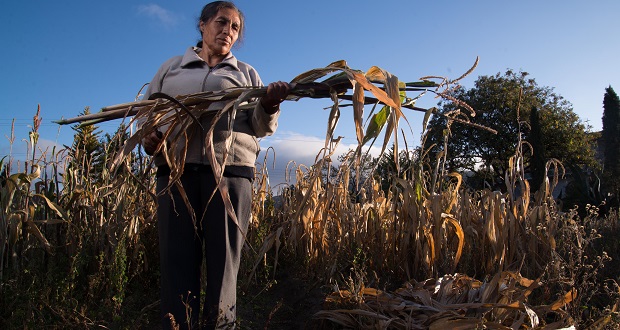 Mujeres son 31.6% en padrón de Producción para Bienestar: Sader