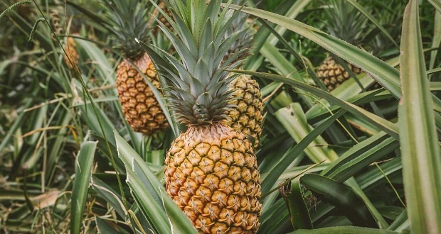 Producción de piña sube 16% en 2020; México, 9° productor mundial