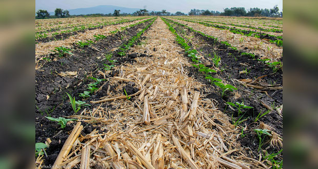 Sader aplica restricción de quema de tierras en Puebla y 7 estados