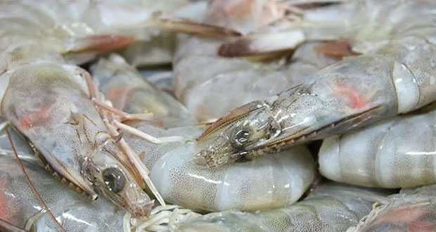 Veda de camarón está por comenzar en aguas del noroeste de México
