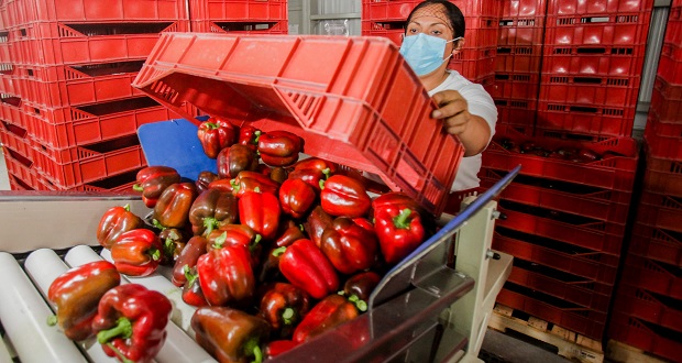Aumenta el 5% de exportaciones agropecuarias y pesqueras