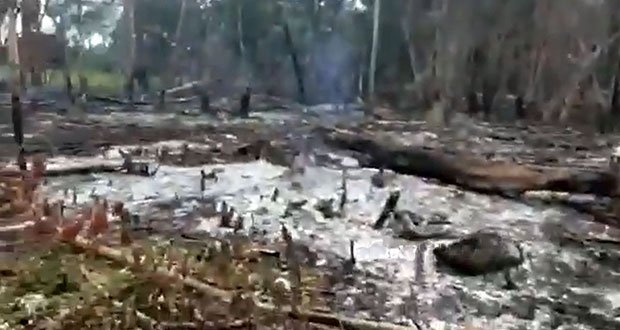 Calderón difunde “ecocidio” por Sembrando Vida; Bienestar desmiente