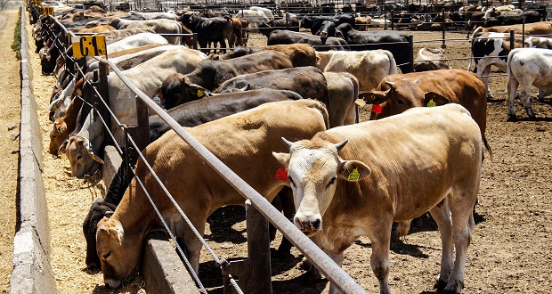Con 547 plantas, México destaca en producir alimento animal: Senasica