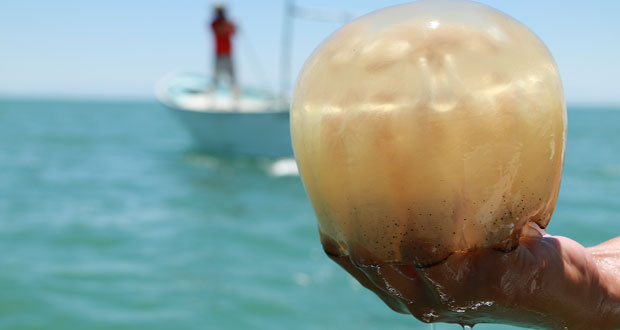 Inicia captura de medusa bola de cañón en Sonora: Conapesca