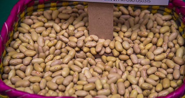 México y Snics promueven producción y certificación de semillas