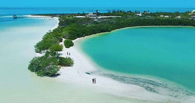 ONGs denuncian tala ilegal de manglar en zona protegida de Holbox