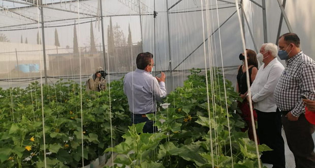 Silo bolsa, alternativa de bajo costo para almacenar granos: Sader