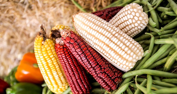 Con 28.4 millones de toneladas, producción de maíz subirá 2.6%: Sader