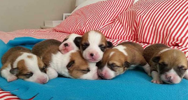 En Puebla, sanción a quien venda animales recién nacidos o lactantes