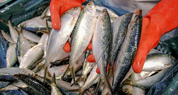 Estudios descartan sobreexplotación de sardina en BC: Sader