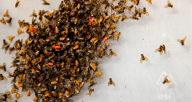 La Técnica del Insecto Estéril permite criar larvas macho en masa