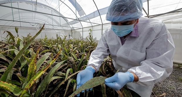 México, referente en control biológico contra plagas: Sader