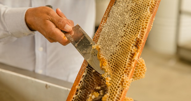 Producción de miel aumentará 22% en México, prevé Sader