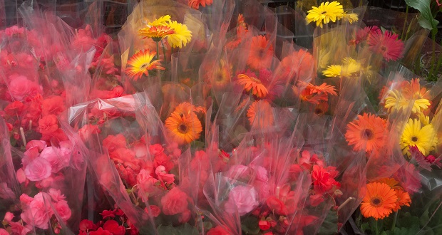 Rosas, gladiolas y más flores, garantizadas para 10 de Mayo: Sader