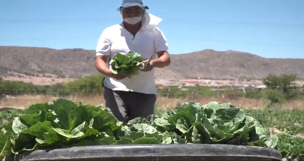 Al alza, producción y exportación de lechuga mexicana desde 2019