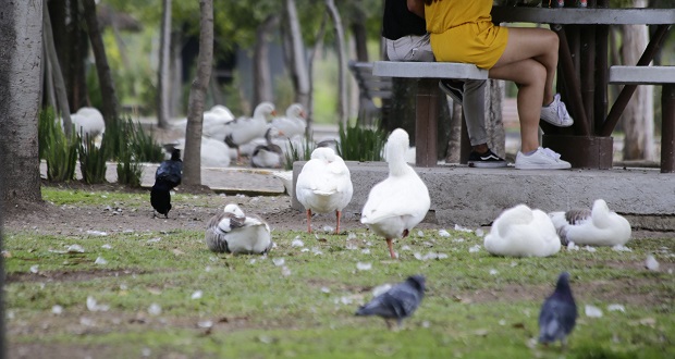 Pato en Parque Ecológico muere tras agresión de cacomixtles y perros