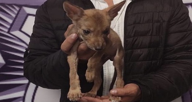 Detienen a sujeto que intentaba vender coyote en Cruz del Sur. Foto: Especial