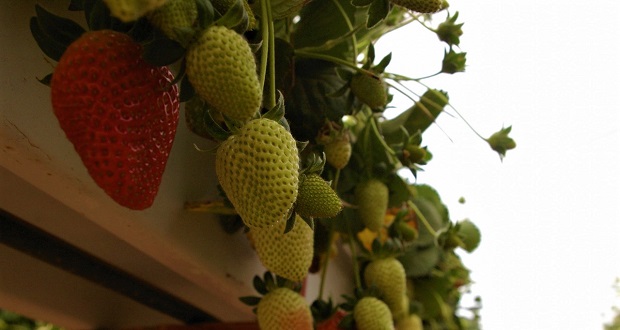 Baja California, con 9 mil mdp por venta de frutillas a California