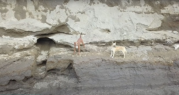 Caen 2 perros en socavón de Zacatepec; piden a gobierno rescatarlos