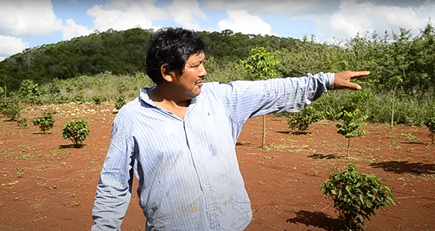 Con testimonios en video, desmienten deforestación en Sembrando Vida