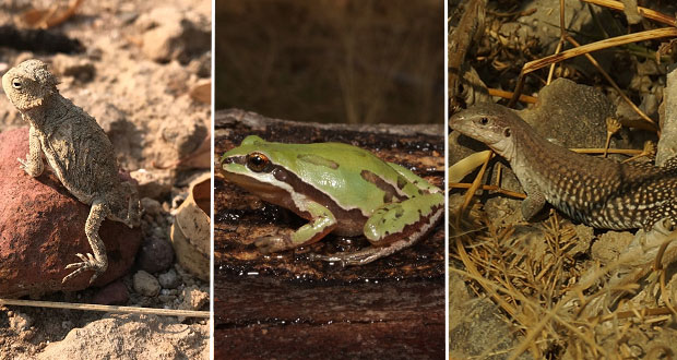 Descansa Cerro de Amalucan de personas y regresan anfibios y reptiles  