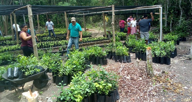 En Campeche, Federación plantará poco más de 15 millones de árboles