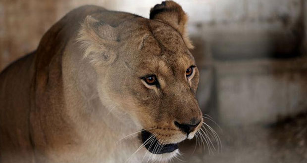 En la India, muere leona por Covid-19