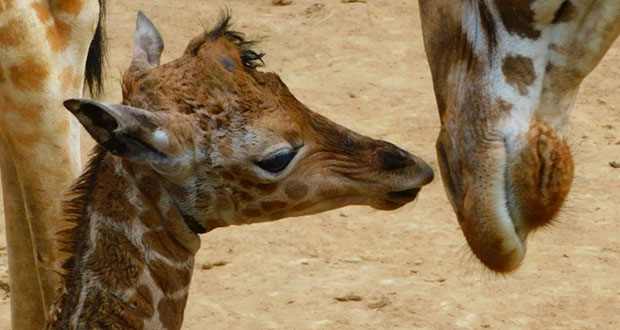 Hay nueva jirafa bebé en zoológico San Juan de Aragón en CDMX