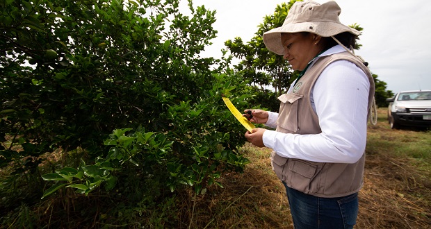 México colabora con FAO contra plagas vegetales que cuestan 220 bdd