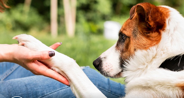 Necesario, reducir tiempo con mascotas por retorno laboral: experto