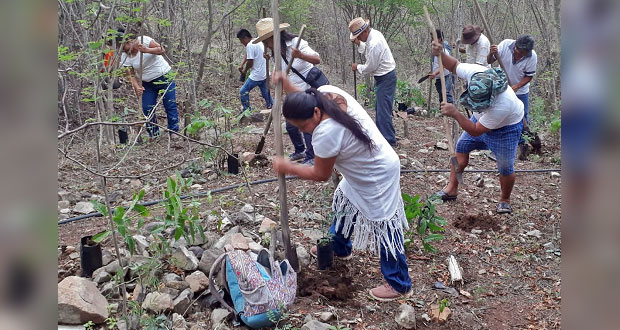 Oaxaca va por 66.4 millones de árboles con Sembrando Vida: Bienestar