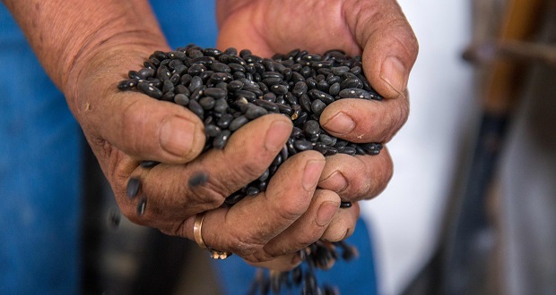 Producción de frijol en México aumentará 7.7% este 2021: Sader