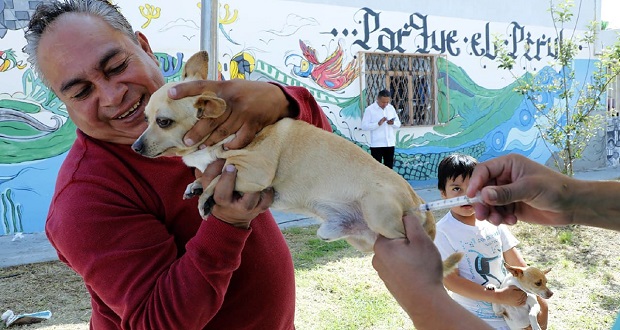 Protección Animal en Puebla aplica más de 28 mil vacunas antirrábicas