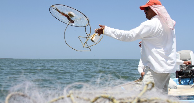 Sader adelanta pesca de jaiba en Sinaloa para apoyar a productores