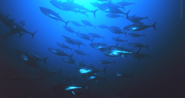 Sader dejará extraer 3,500 toneladas de atún azul esta temporada