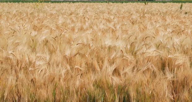 Sonora aumentará su producción de trigo un 10%: Sader