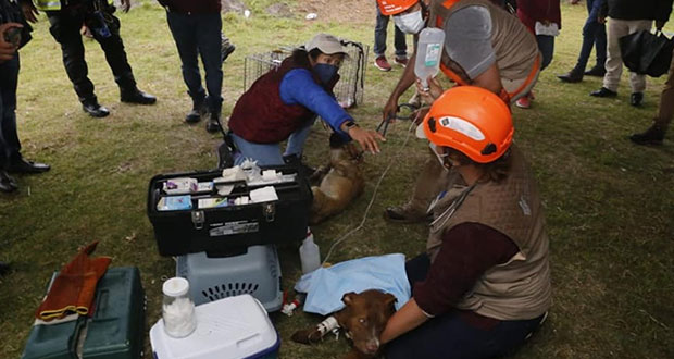 Tras tres días, rescatan a perritos que cayeron en socavón de Zacatepec