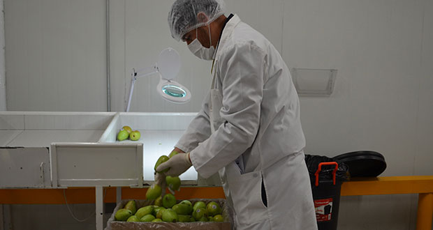 ¿Investigas sanidad en alimentos? Checa este sitio de Sader