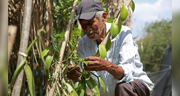 Con inversión de 1,879 mdp, Bienestar paga julio de Sembrando Vida