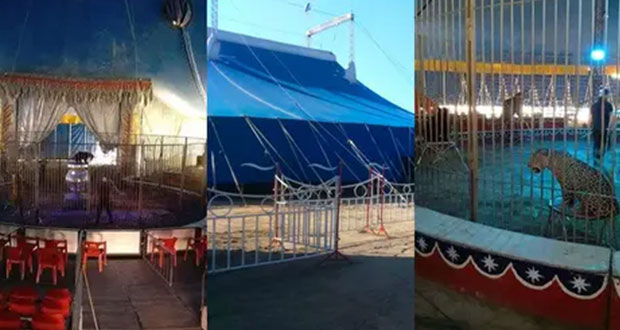 Sanción a circo “Franzatti” por maltrato animal; rescatan 6 ejemplares