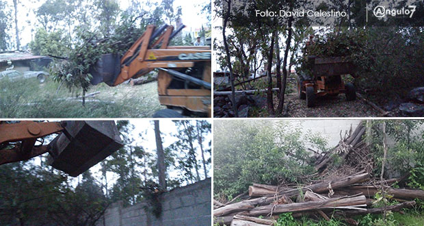 Sedus permite tala de árboles de La Calera en predio de hijo de exdiputado