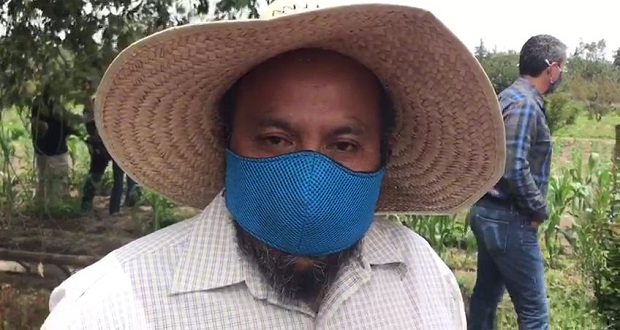 Sequía y plagas pegan a producción de pera y manzana en Calpan