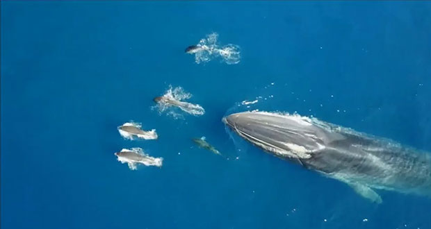 ¿Sabes cuándo se celebra el Día de las Ballenas y los Delfines?
