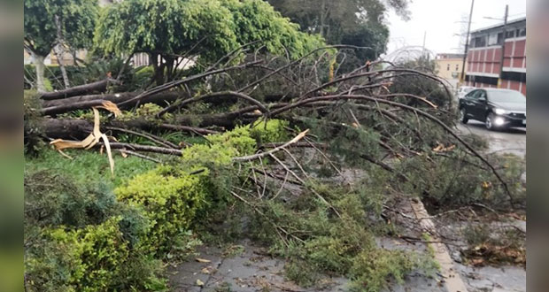 5 municipios de Sierra Norte, sin energía por Grace: Antorcha