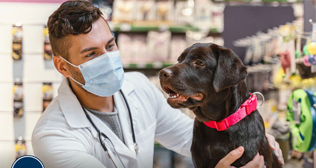 Perros y gatos adquieren Covid, pero generan anticuerpos: estudio