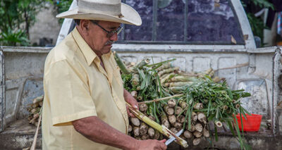 Azúcar aporta 6.21% del sector agropecuario al PIB: Agricultura. Foto: Especial.