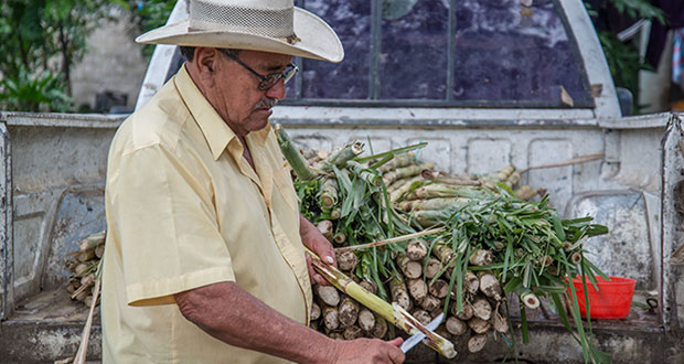 Producción azúcar aumenta 8% en México: Sader