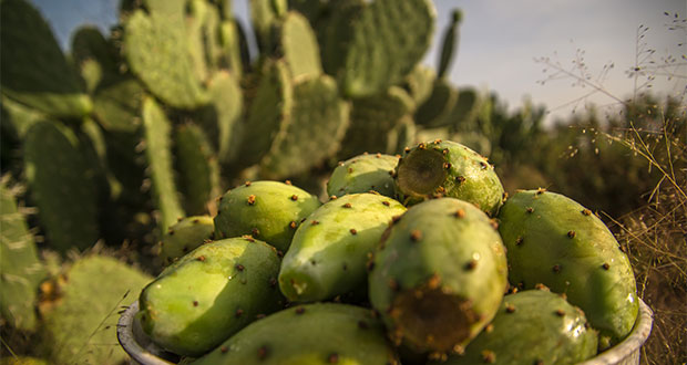 Producción de tuna en México sube en 2020; Puebla destaca: Sader